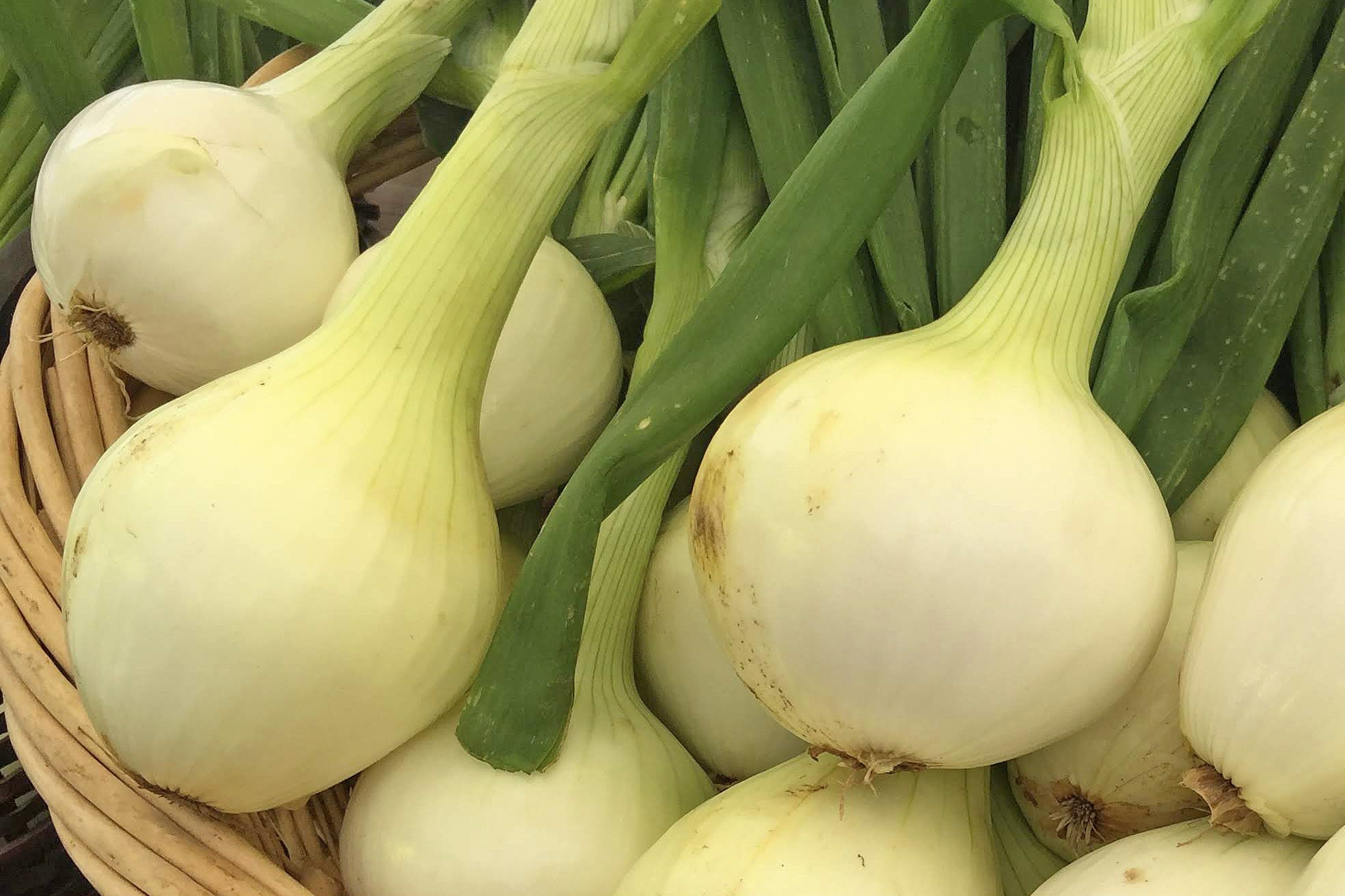 Onions (Photo: Cindy Haynes)