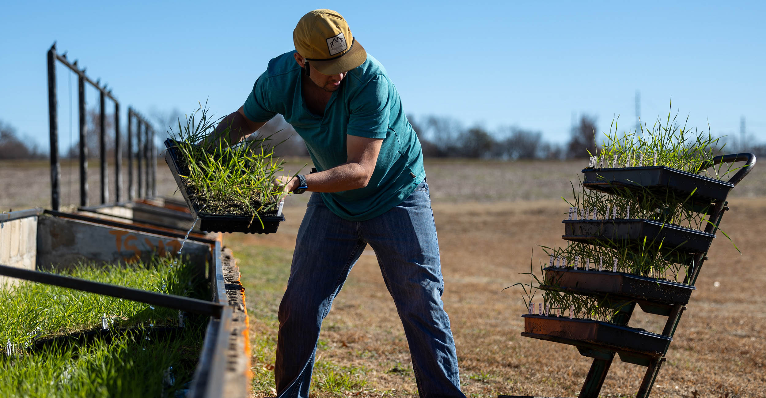 Nathan Stepp, senior agriculturalist-operations lead at the OSU Agronomy Research Station, gathers wheat seedlings last fall to be transplanted into the site's greenhouses. (Photo by Mitchell Alcala, OSU Agriculture)