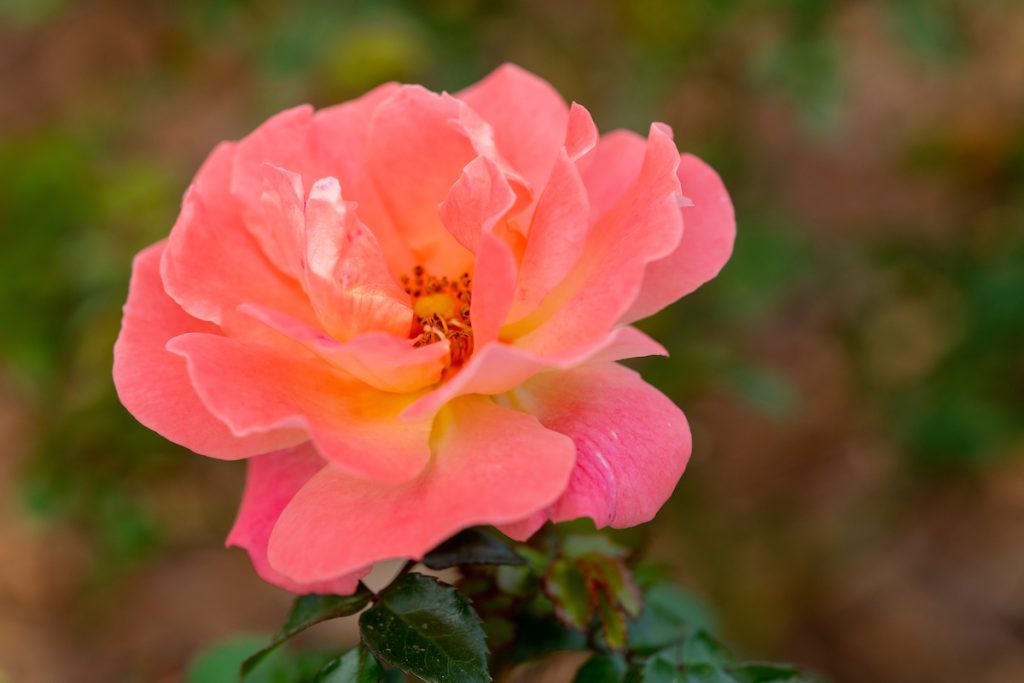 Roses have high fertilizer requirements and slow-release products are preferable. (Michael Miller/Texas A&M AgriLife)