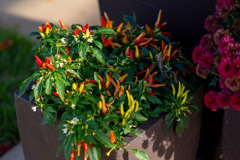 Learning how to get the best out of container gardening will be the topic of a webinar hosted by the Texas A&M AgriLife Extension Service office in Travis County on May 8. (Photo: Brylee Williams/Texas A&M AgriLife)