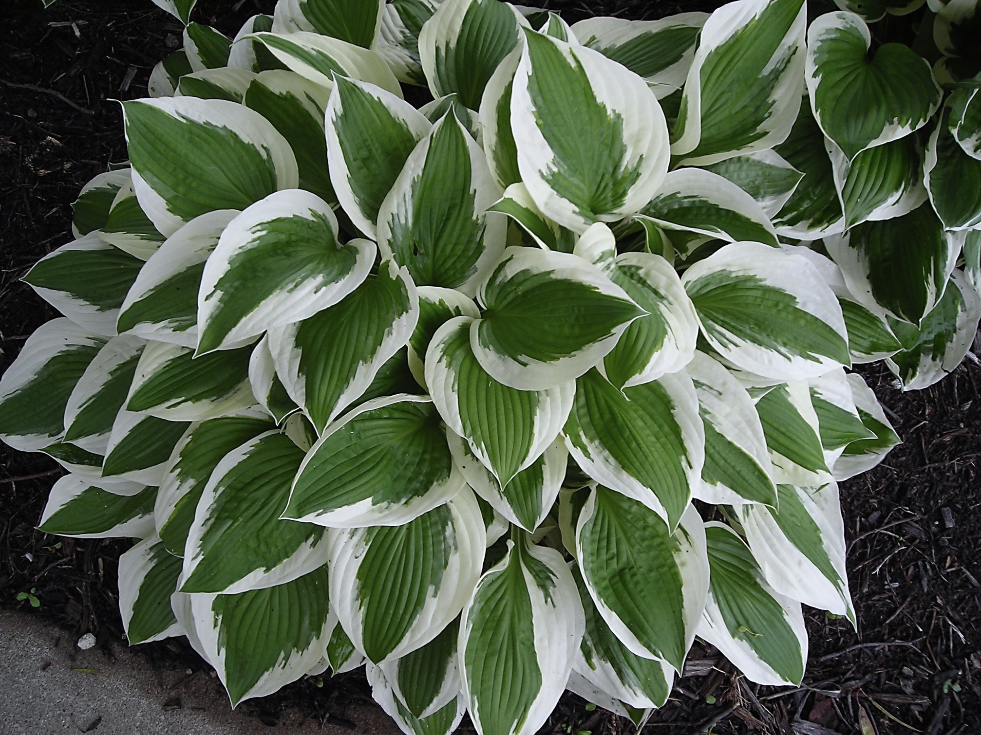 Hostas, the stars of shady landscapes, earned the National Garden Bureau’s nod as Perennial of the Year for 2024. (Photo by David Trinklein.)