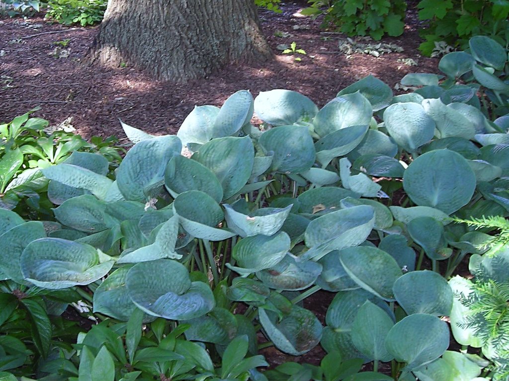 Hostas growing on the University of Missouri campus. Horticulturists estimate there are more than 4,000 cultivars of hostas. (Photo by David Trinklein.)