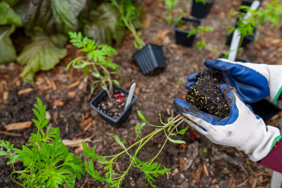 National Gardening Month is a great time for novices to try their hand at gardening or for experts to branch out. (Michael Miller/Texas A&M AgriLife)