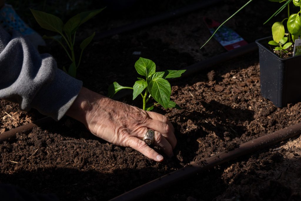 Before adding new soil to garden beds, exam it for unwanted pests and grasses. (Katie Perkins/Texas A&M AgriLife)