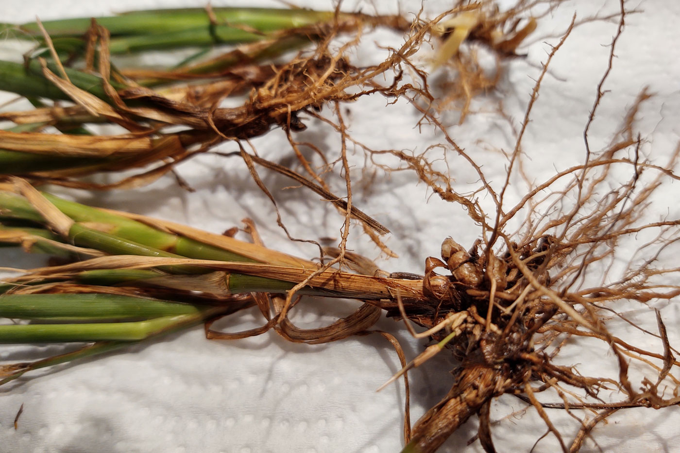 One way to distinguish knotroot foxtail from annual foxtail is to look at the plant roots, which have “knotty” rhizomes. (Photo courtesy of Kevin Bradley.)