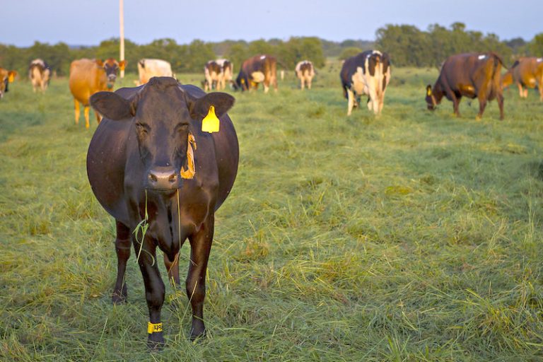 Cattle (File photo, MU College of Agriculture, Food and Natural Resources.)