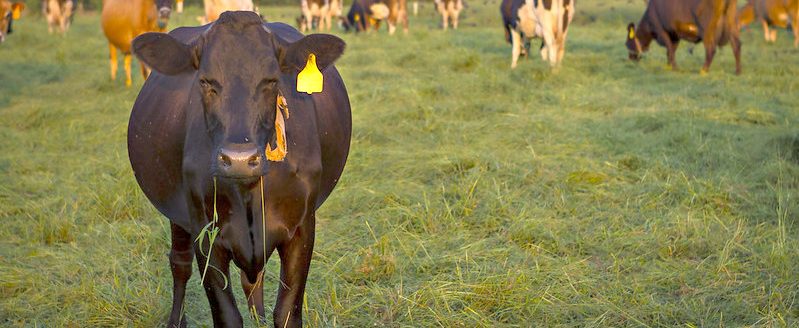 Cattle (File photo, MU College of Agriculture, Food and Natural Resources.)