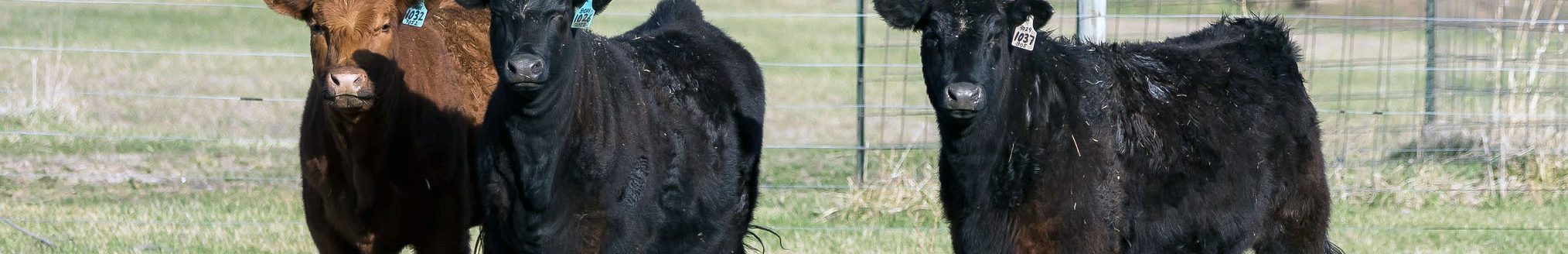 Cows need to be monitored for calving-related issues, according to veterinarians at K-State’s Beef Cattle Institute. (Photo: K-State Research and Extension)