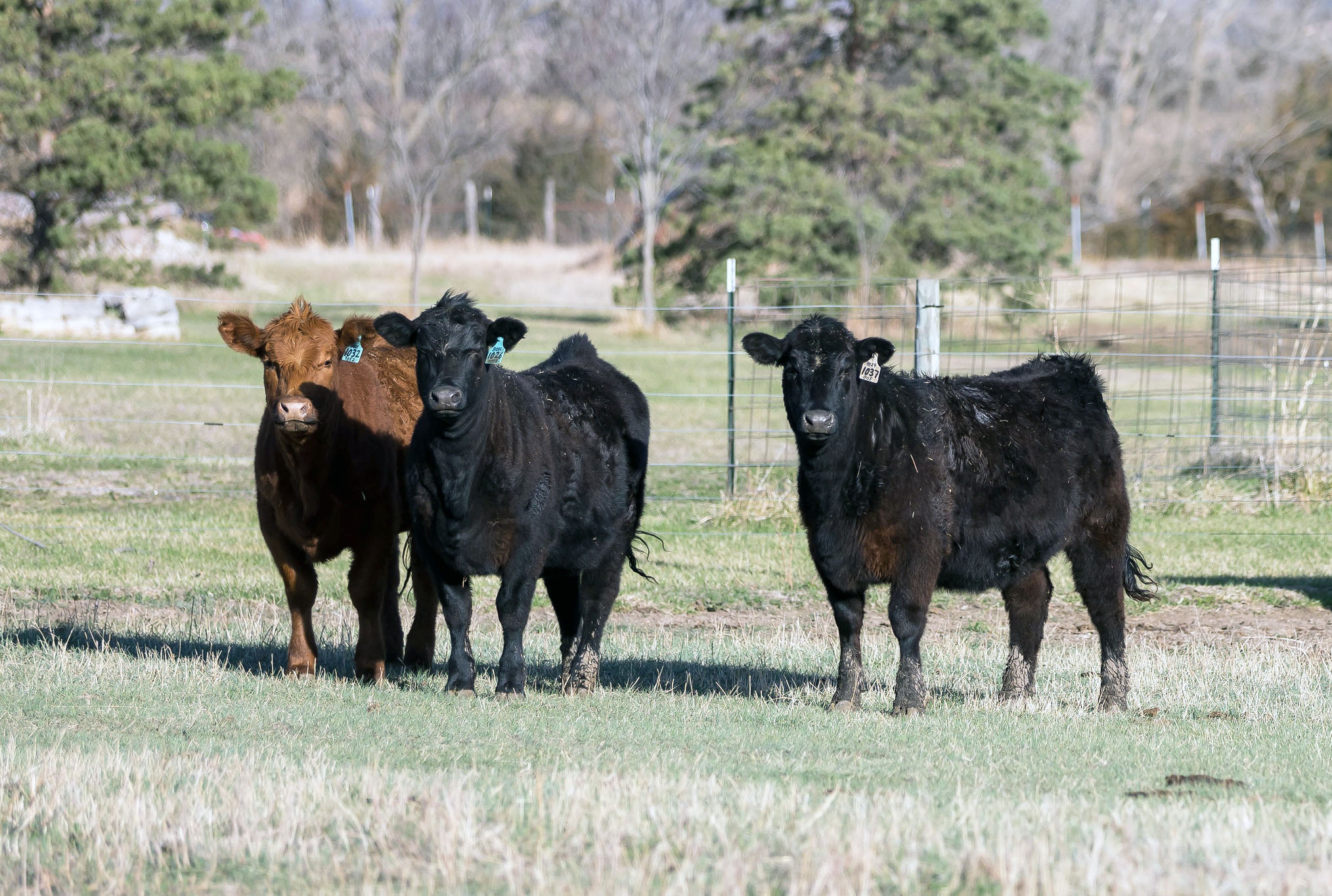 Cows need to be monitored for calving-related issues, according to veterinarians at K-State’s Beef Cattle Institute. (Photo: K-State Research and Extension)