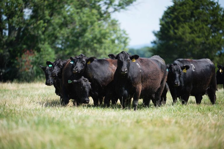 There are simple fly control tactics, including feeding a fly control mineral, that can help keep horn fly populations under wraps. (Courtesy photo.)