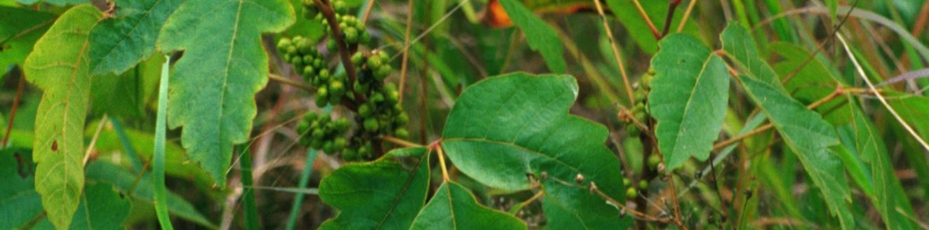 Poison oak looks similar to poison ivy, but the teeth along the edges of the leaflets are more rounded, leaves often are not as shiny, and the form is more shrub-like (photo by John Byrd, bugwood.org).