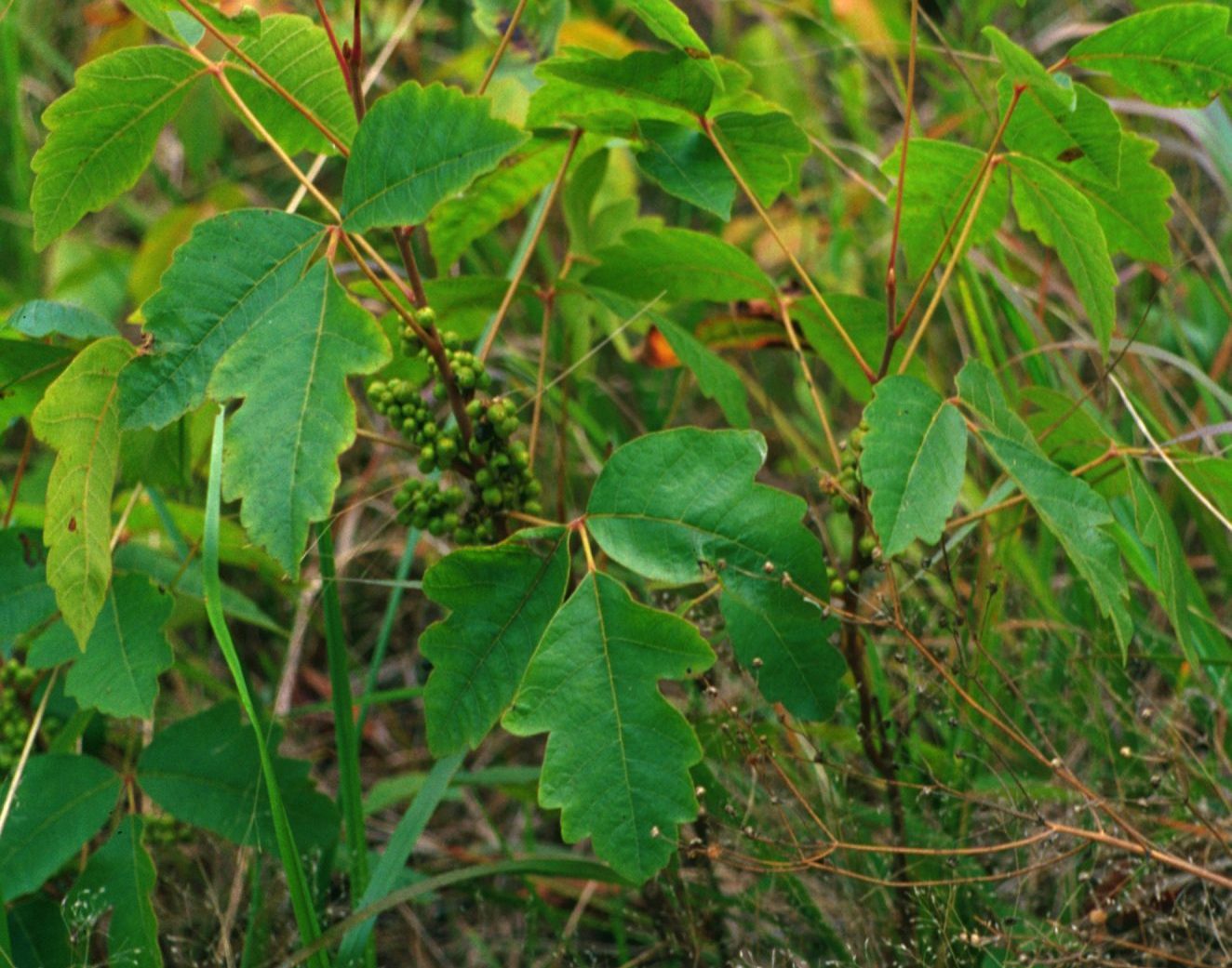 Poison oak looks similar to poison ivy, but the teeth along the edges of the leaflets are more rounded, leaves often are not as shiny, and the form is more shrub-like (photo by John Byrd, bugwood.org).