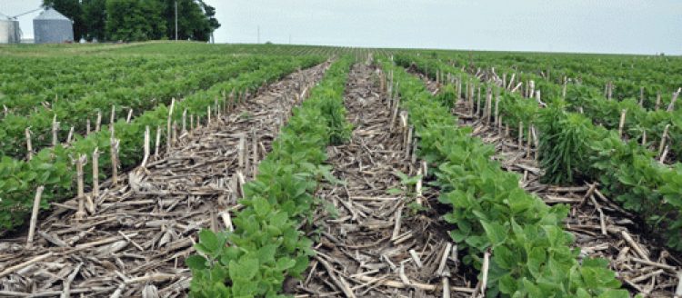 Modern farm practices have helped quell dust storms. (Courtesy photo.)