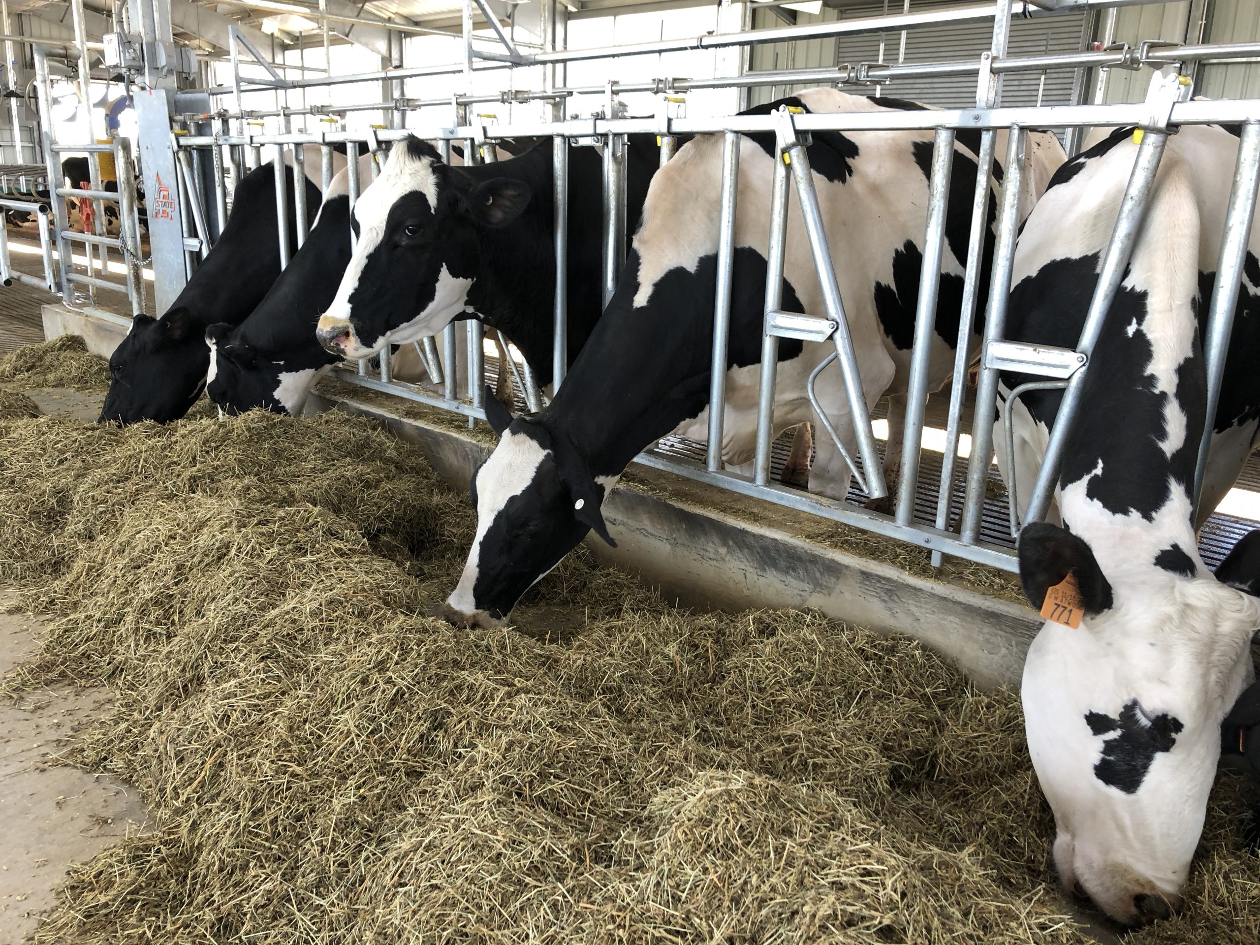 Cattle import restrictions are in place in 17 states due to confirmed positives of highly pathogenic avian influenza in some dairy herds. (Journal photo by Kylene Scott.)