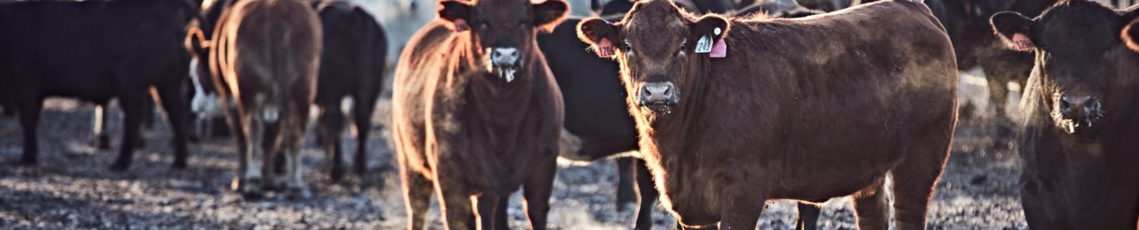 Photo courtesy of Boehringer Ingelheim