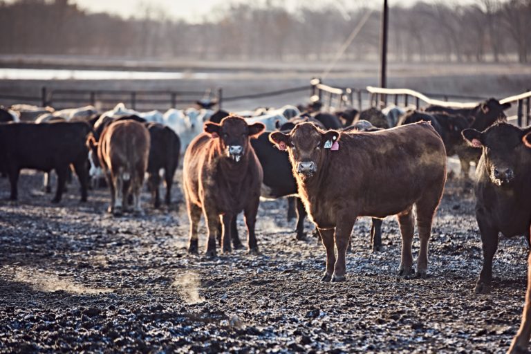 Photo courtesy of Boehringer Ingelheim