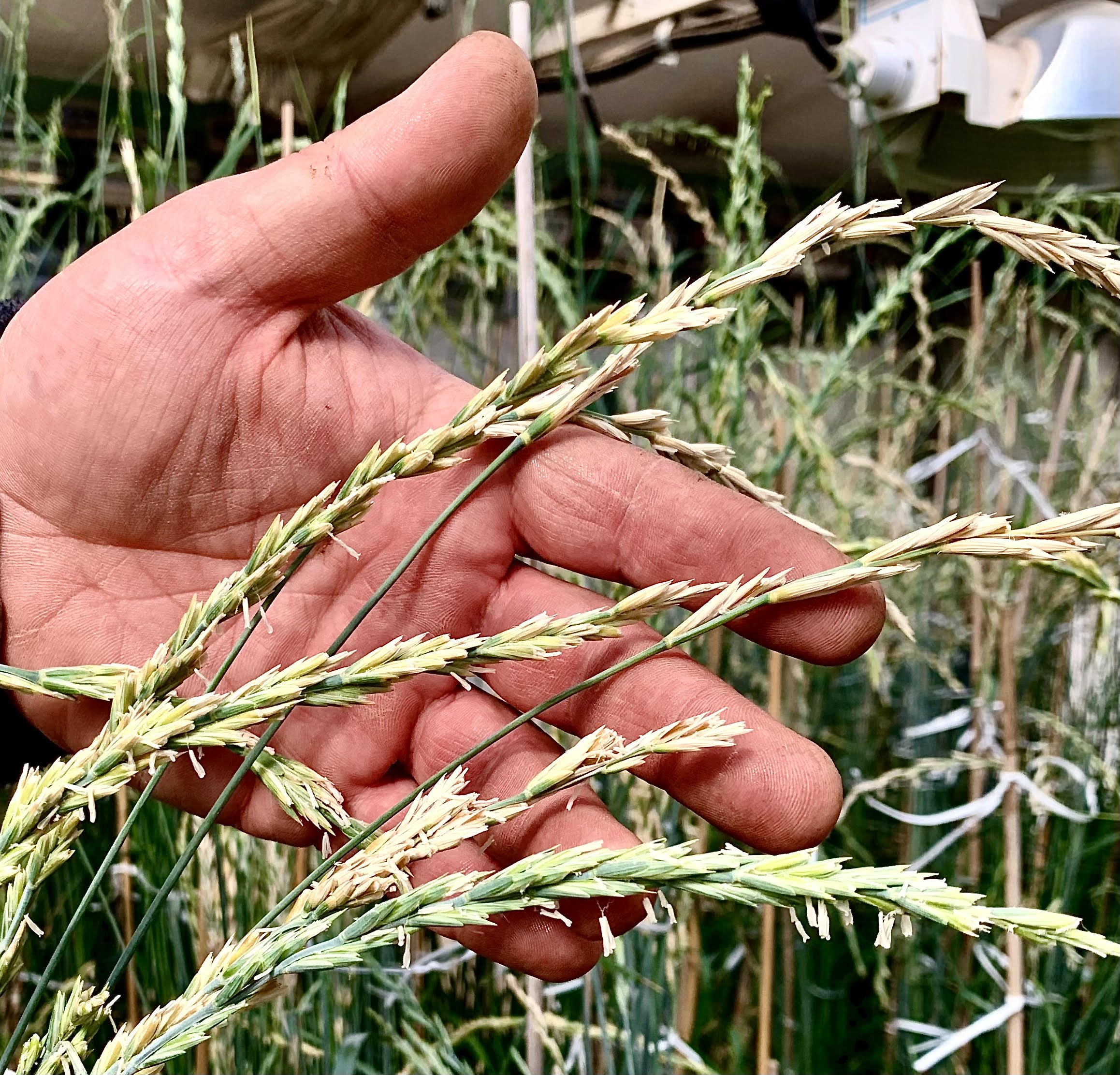 A sample of Kernza raised in a greenhouse at The Land Institute near Salina, Kansas, sports a different look than annual winter wheat. (Photo by Tim Unruh.)