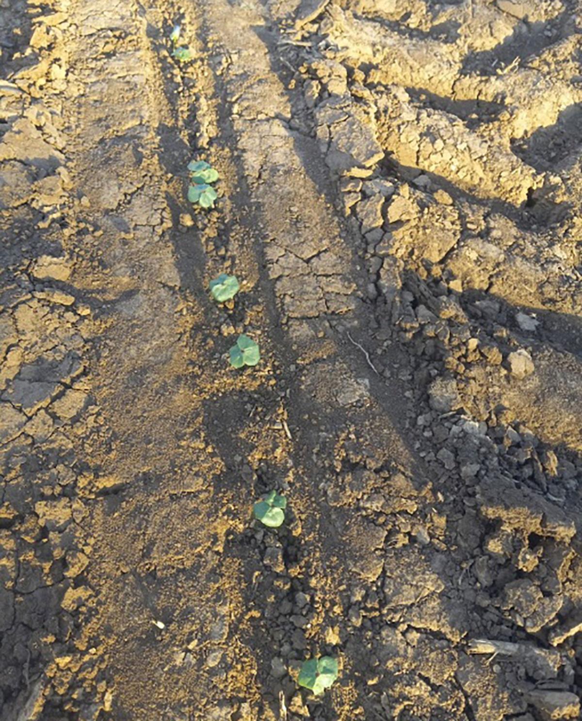 Indentations into tilled soil from a tractor tire and planter.