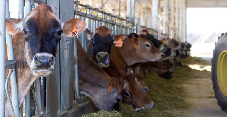The Rancher’s Thursday Lunchtime Series in April will cover the latest trends and research in dairy and beef crossbred operations. (Photo by Todd Johnson, OSU Agriculture)