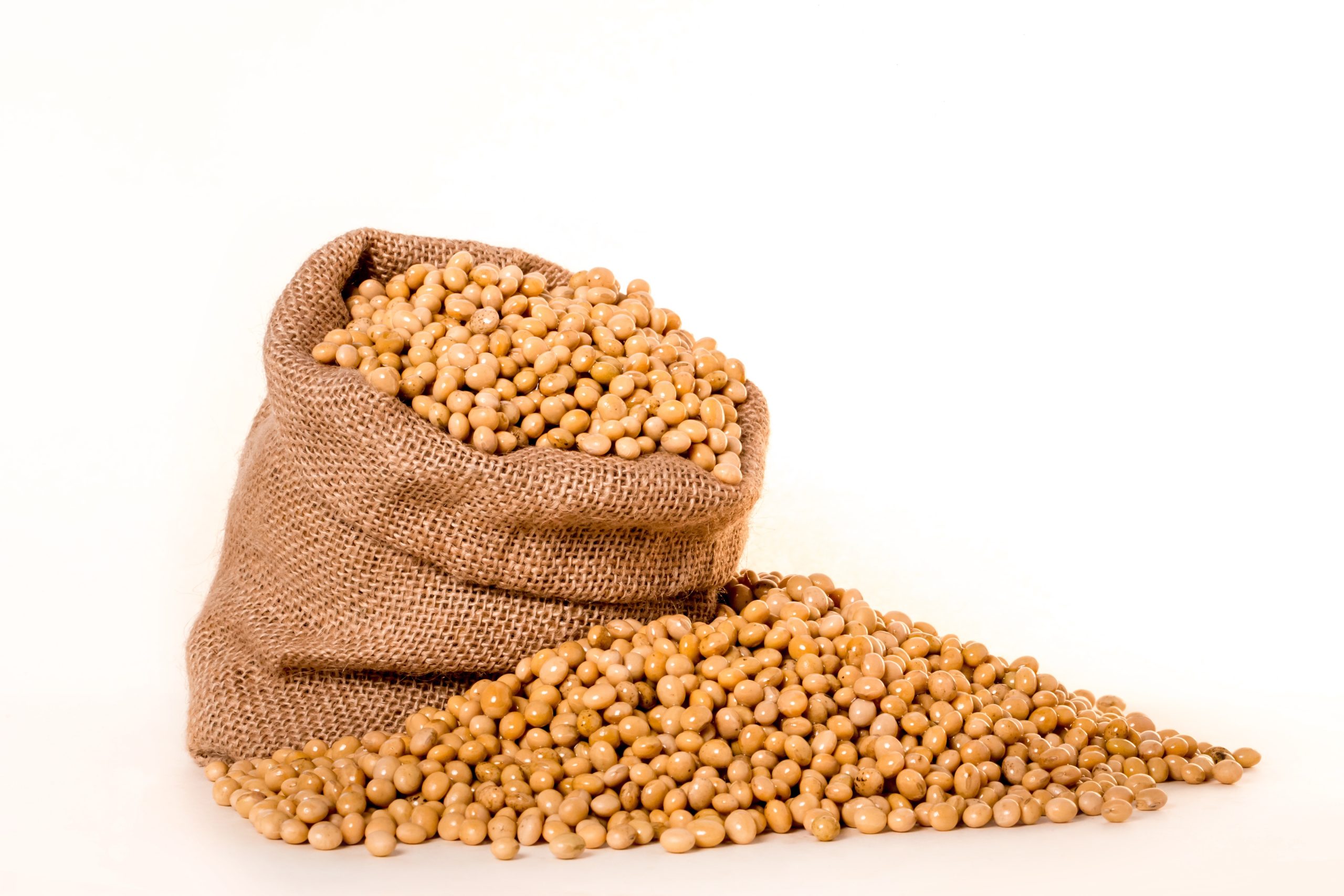 In the above photo, soybeans are shown in a bag and overflowing with credit to pnmralex at Pixabay.