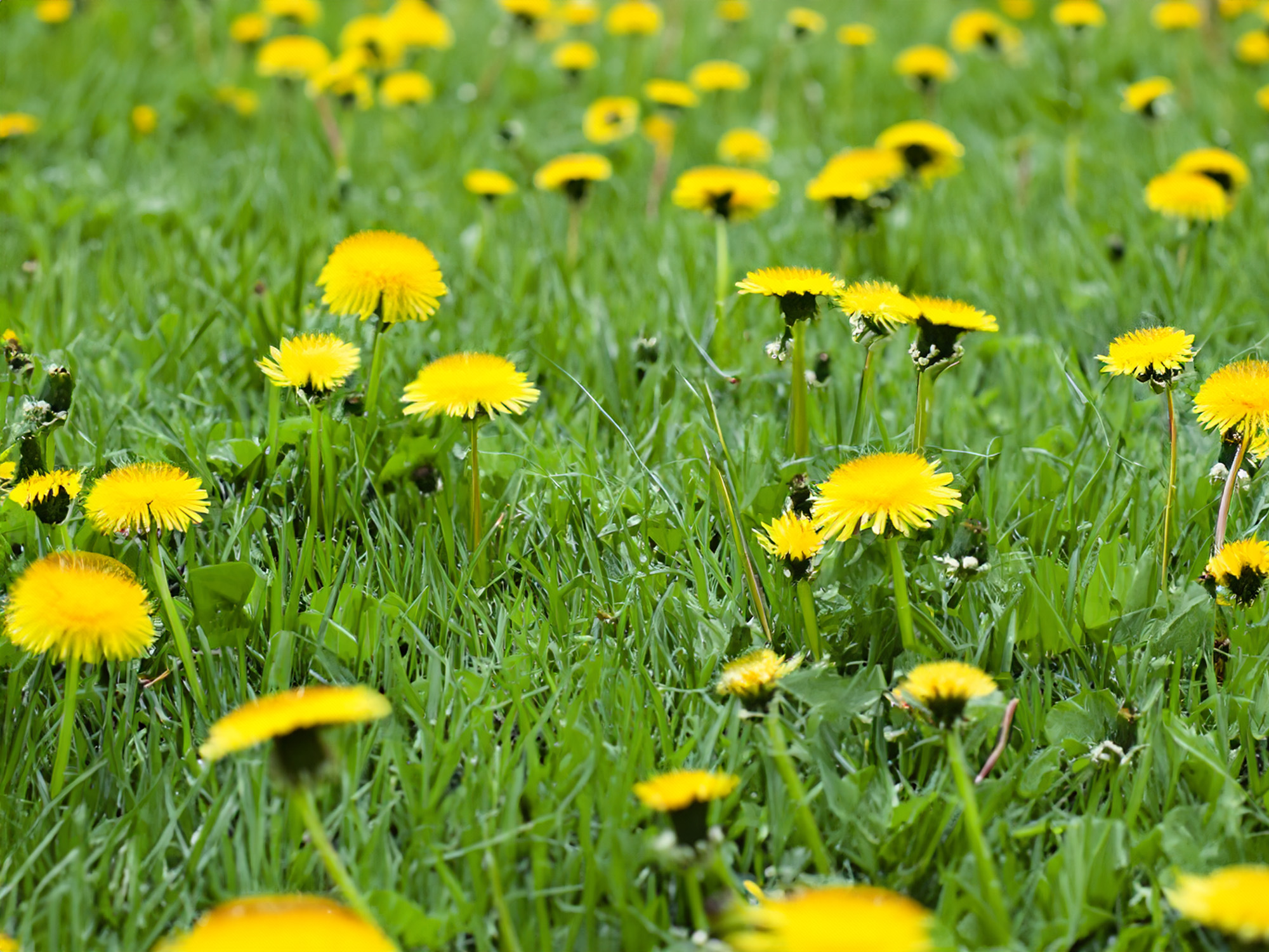 Home lawn choked with dandelions
