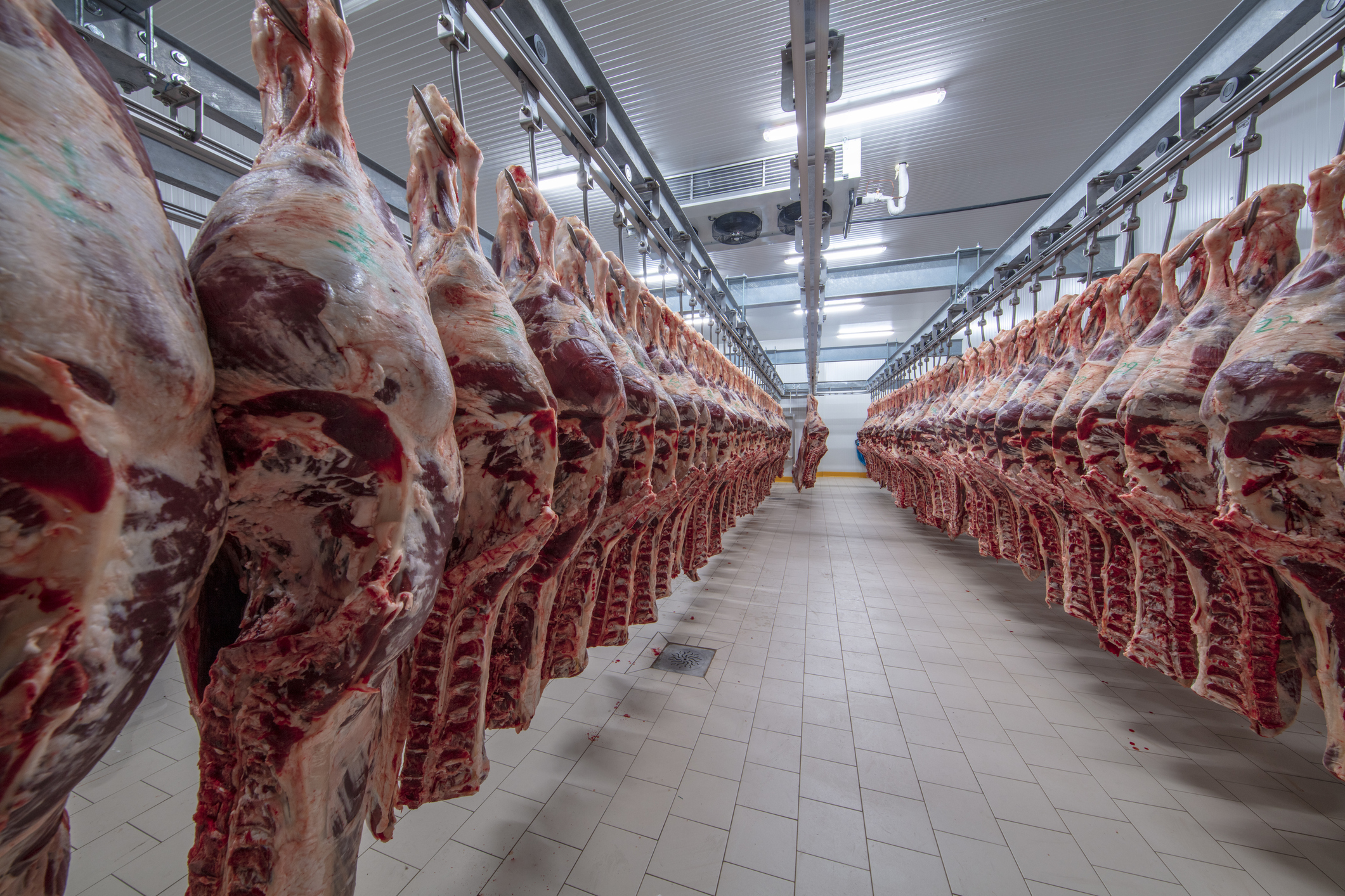 Meat industry, meats hanging in the cold storage. (Photo: iStock - asikkk)