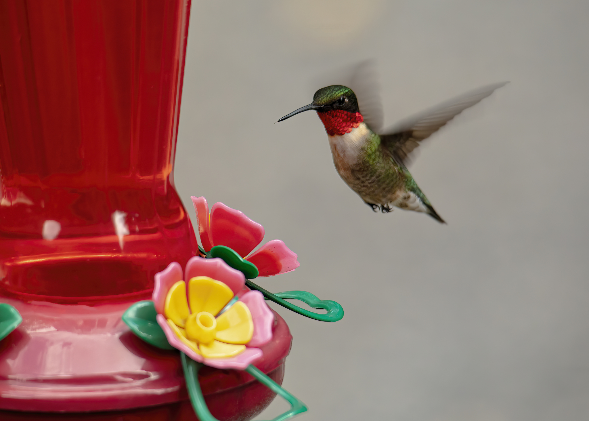 Male ruby-throated hummingbird hovers upright near a nectar feeder. (Photo: iStock - CharlieFloyd)