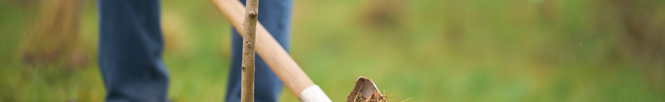 Close up of gardener planting tree, digging with spade. (Photo: iStock - Halyna Bobyk)