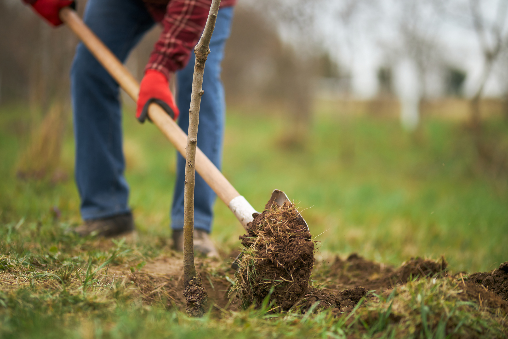 Close up of gardener planting tree, digging with spade. (Photo: iStock - Halyna Bobyk)