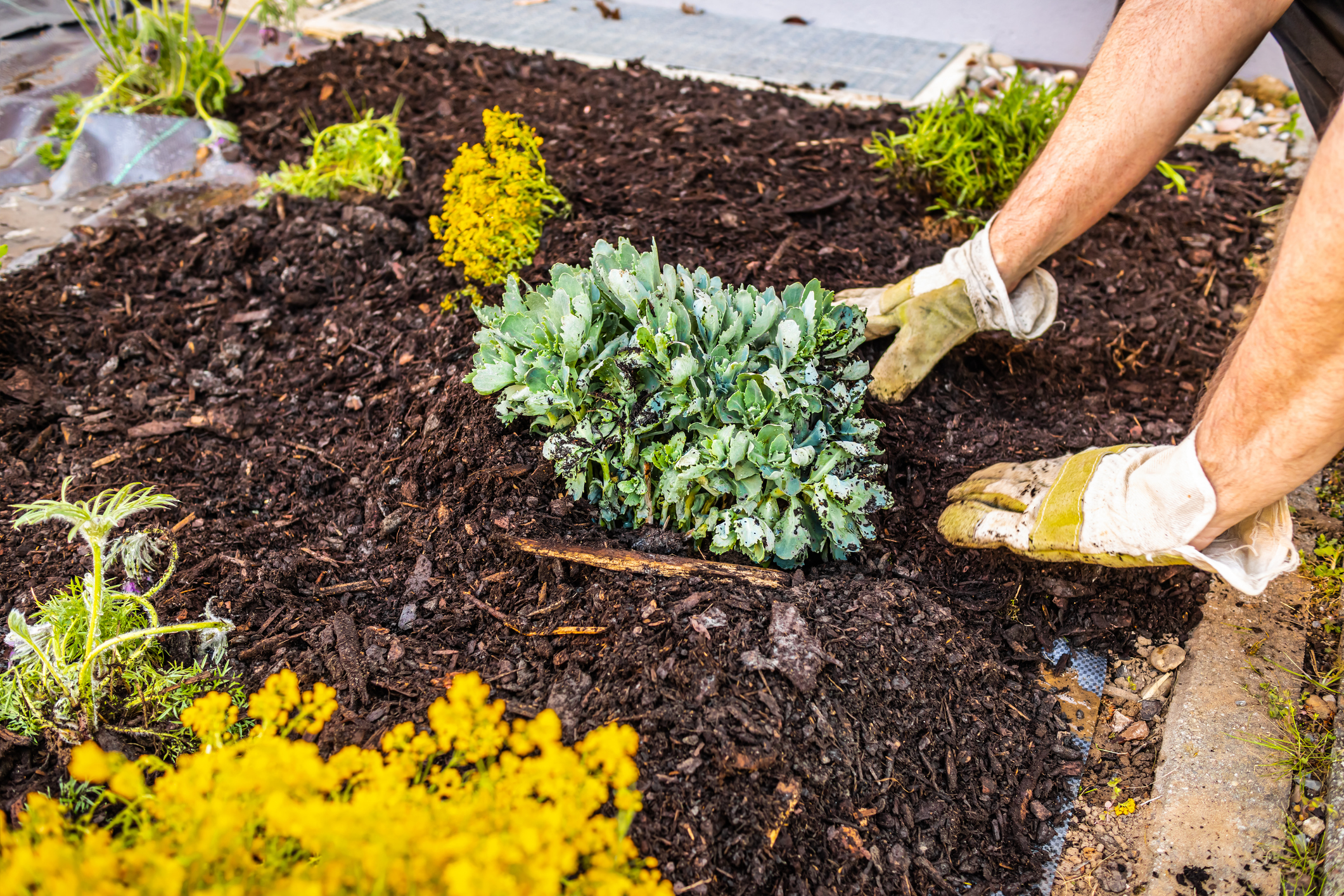 Installing weed control fabric material and bark mulch in a residential garden to control weed spreading (Photo: iStock - brebca)