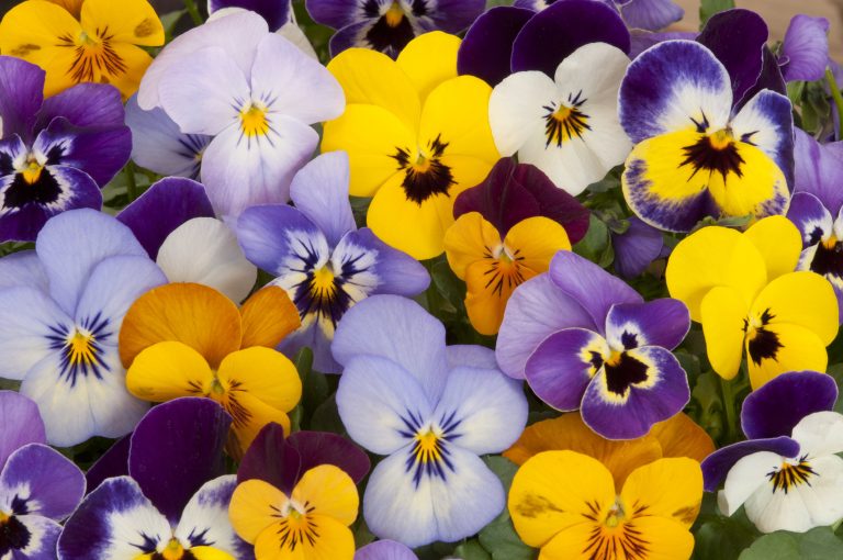 Mixed pansies in garden (Photo: iStock - AnjoKanFotografie)