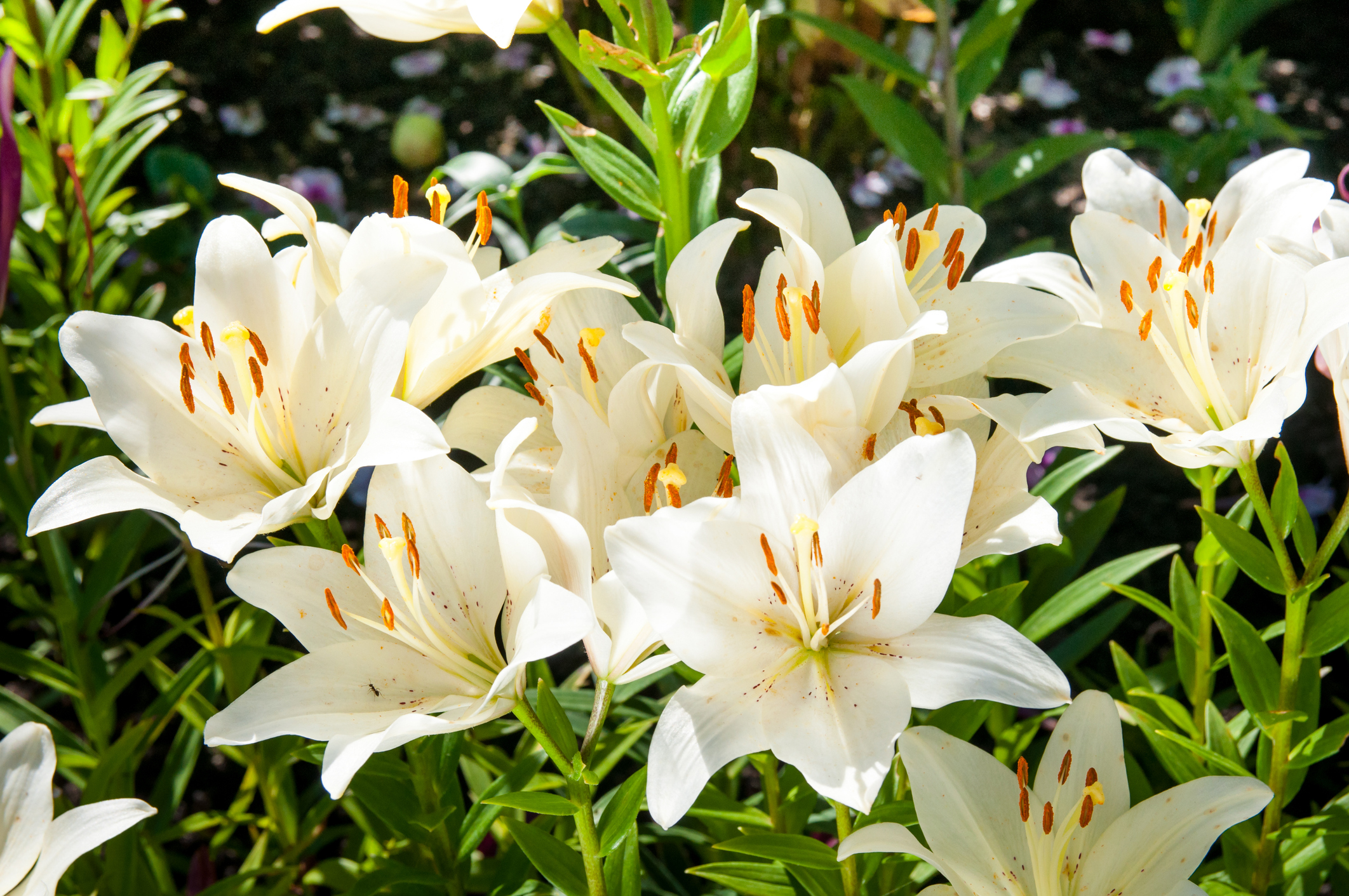 Flowering white lilies (Photo: iStock - Elen11)