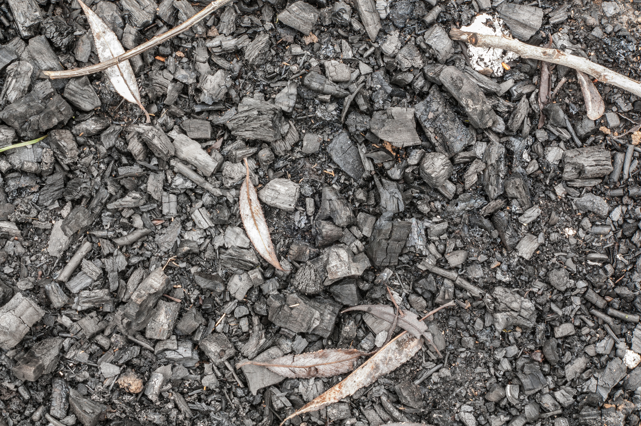 Black ashes or charcoal texture, background. (Photo: iStock - Okrip)