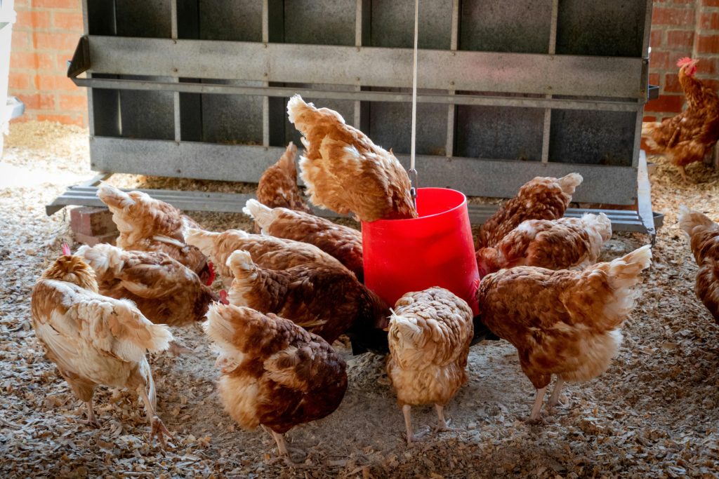 Protect your backyard birds from avian influenza