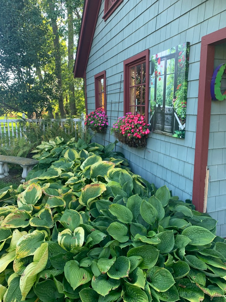 Hostas and other plants growing beside a home (Photo: Iowa State University Extension and Outreach)