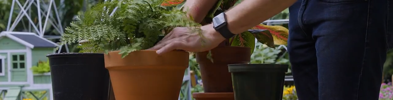 Repotting houseplants (Photo: Iowa State University Extension and Outreach)