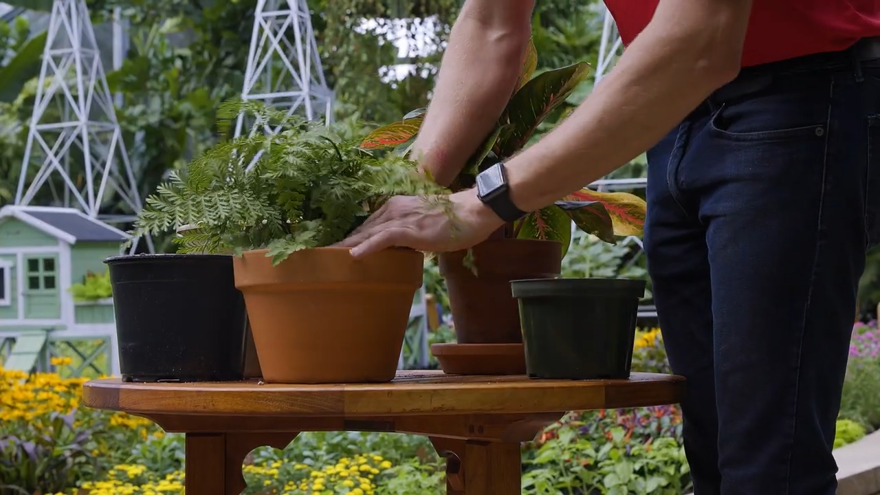 Repotting houseplants (Photo: Iowa State University Extension and Outreach)