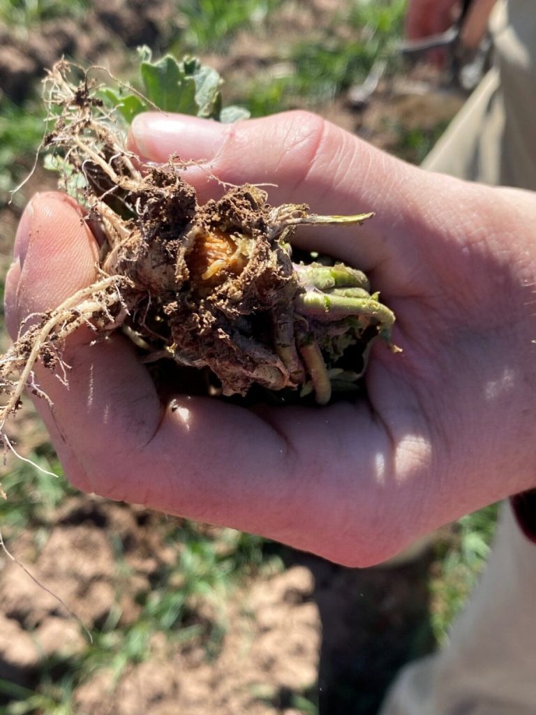 Pest and weed issues are constantly changing and future research findings will help farmers to better deal with threats. (Susan Himes/Texas A&M AgriLife)