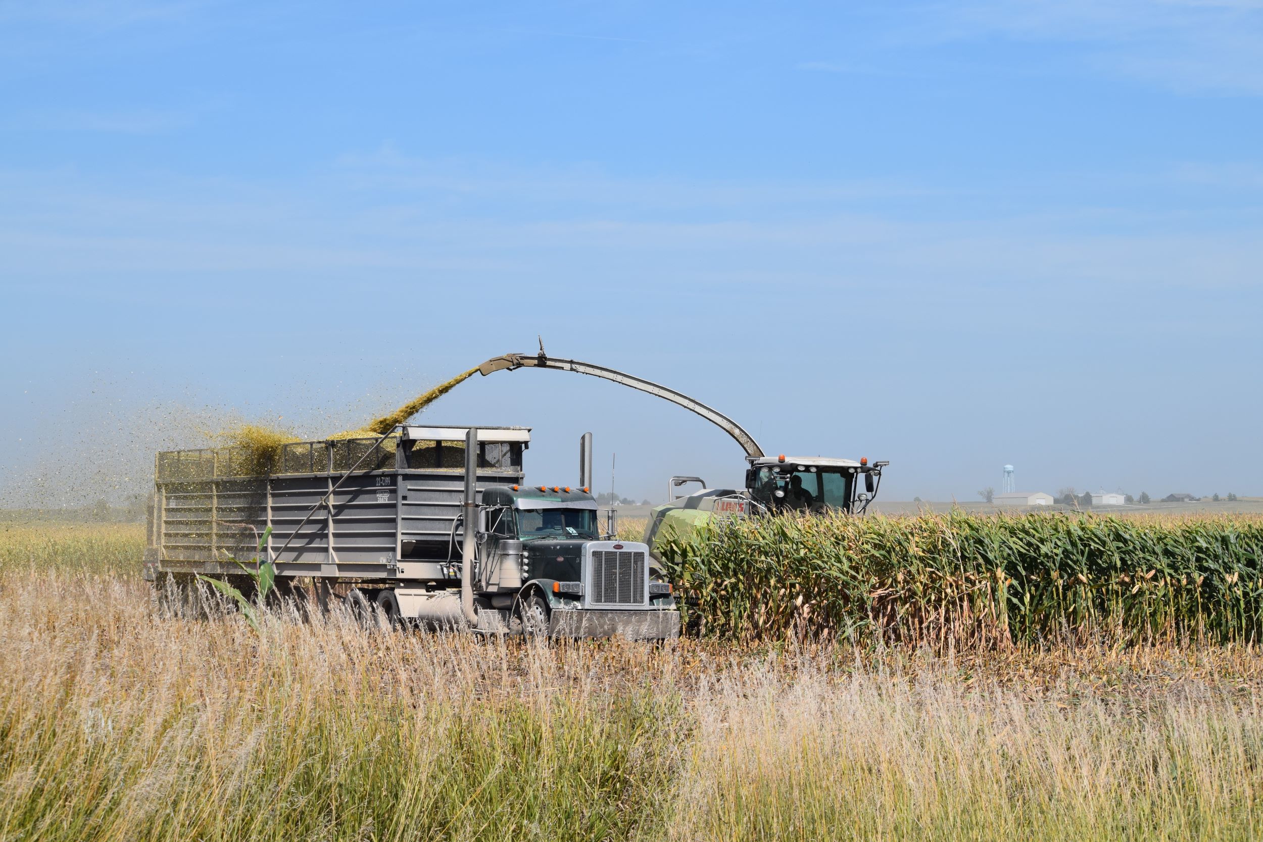 Harvesting silage (Photo courtesy of Iowa State University Extension and Outreach)