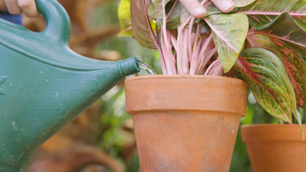 Watering houseplants (Photo: Iowa State University Extension and Outreach)
