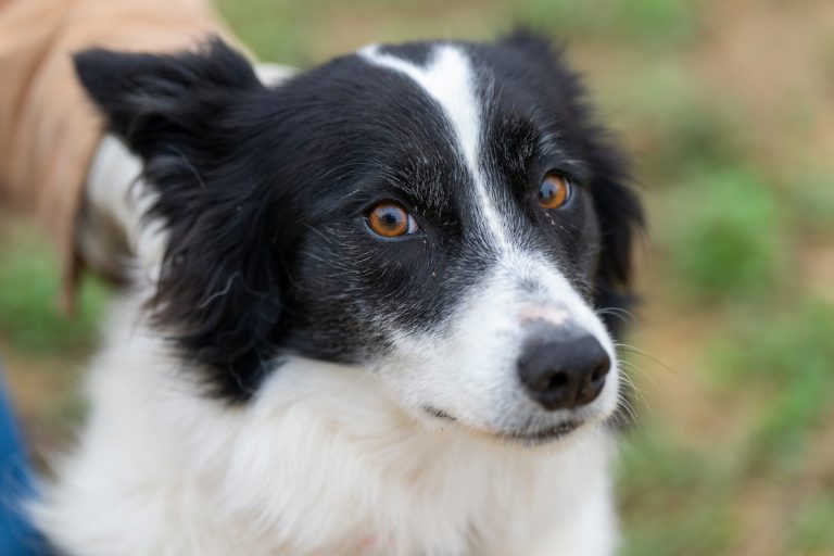 Texas A&M Veterinary Medical Diagnostic Laboratory officials are reminding pet owners that with rising mosquito populations comes the need for testing and prevention against heartworms. (Michael Miller/Texas A&M AgriLife)