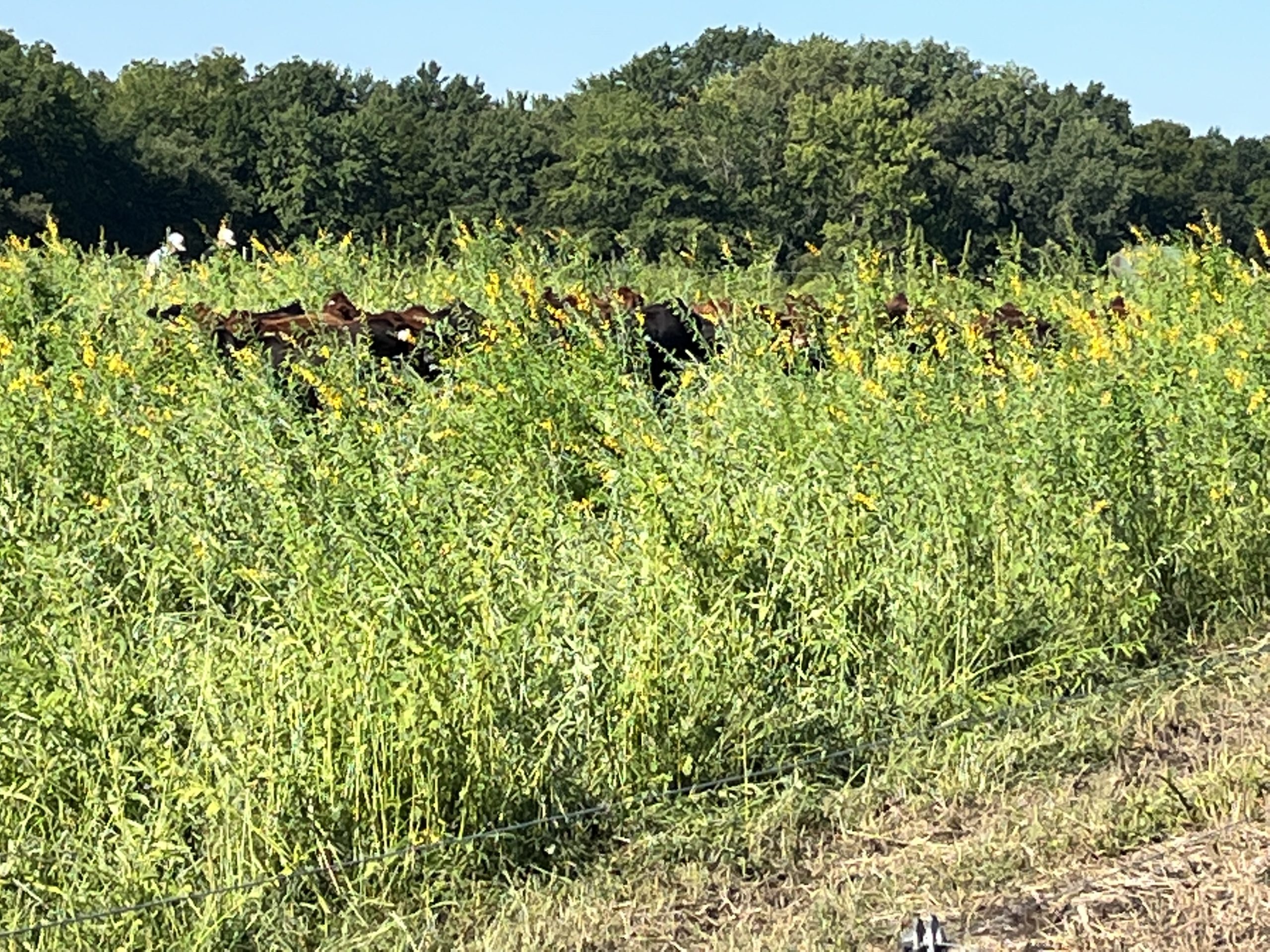 Cows grazing sunn hemp at MU Greenley Research Farm in northeastern Missouri. Photo by Harley Naumann.