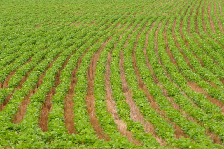 The soybean midge gall can be devastating to fields, says K-State entomologist Anthony Zukoff. (Photo: Courtesy of K-State Research and Extension news service)
