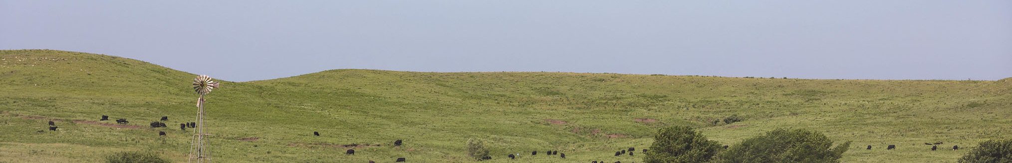 Cattle grazing a hillside in June. (Photo: Courtesy of K-State Research and Extension news service)