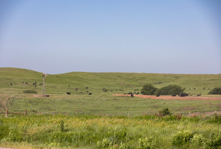 Cattle grazing a hillside in June. (Photo: Courtesy of K-State Research and Extension news service)