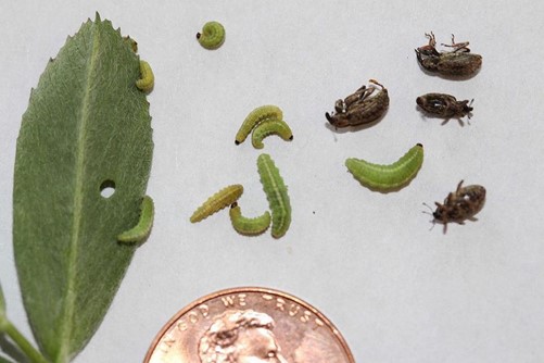 Adult and small to medium-sized larvae of the alfalfa weevil. (Photo by Julie Peterson.)