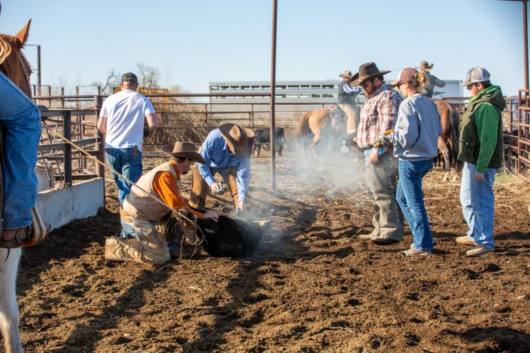 Calves can get their best foot forward at branding time. (Journal photo by Kylene Scott.)