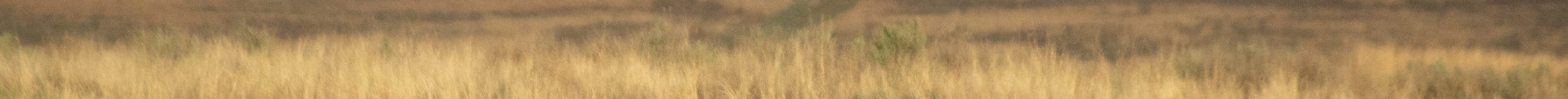 Lesser prairie-chicken males were out looking to attract females during a lekking April 24 on ranchland at Gardiner Angus. (Journal photo by Dave Bergmeier.)