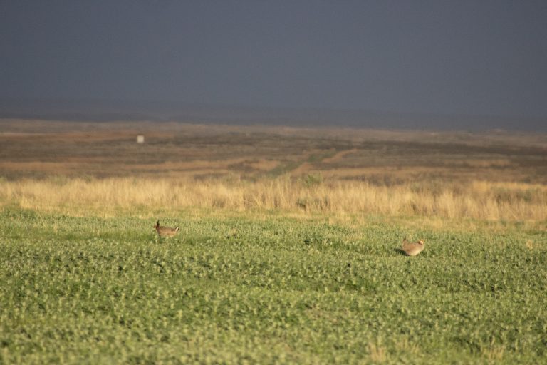 Lesser prairie-chicken males were out looking to attract females during a lekking April 24 on ranchland at Gardiner Angus. (Journal photo by Dave Bergmeier.)