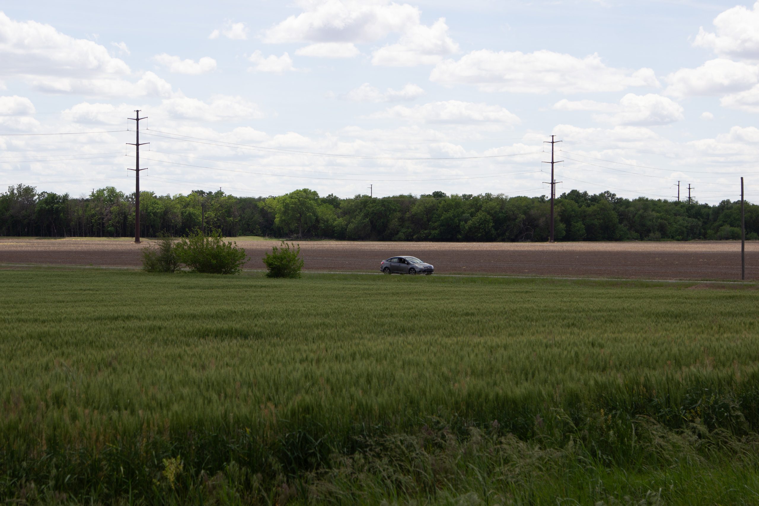 A traveler goes past a wheat field east of Hutchinson, Kansas. (Journal photo by Dave Bergmeier.)